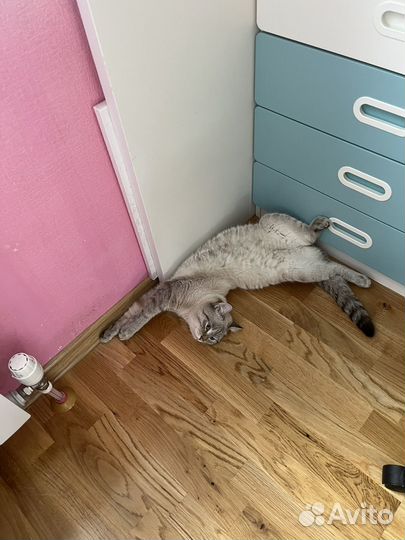 Кот для вязки