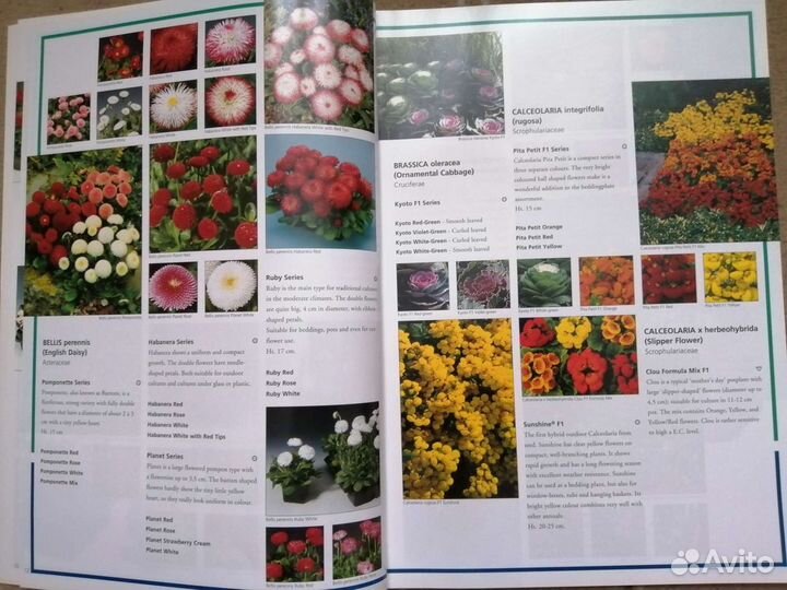 Каталог одно летних цветов