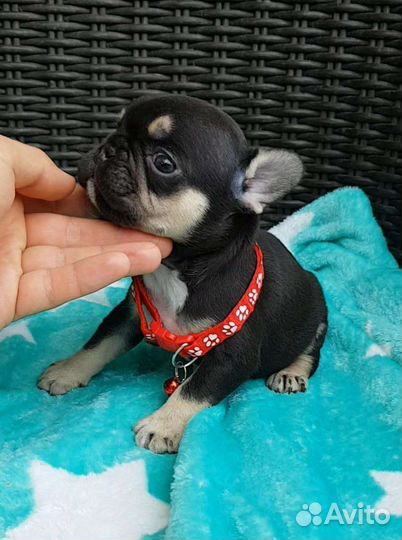 Мини булочка шоколадка