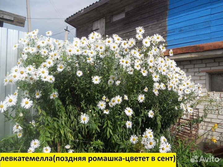 Бадан, ромашки, флоксы