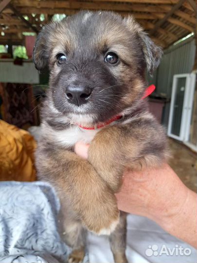 Щенки в добрые руки даром
