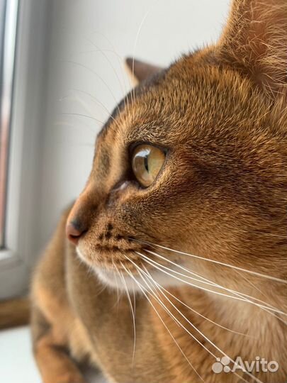 Абиссинский кот вязка