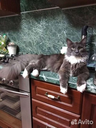 Кот мейн-кун