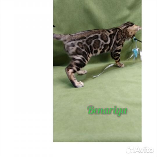 Бенгальская