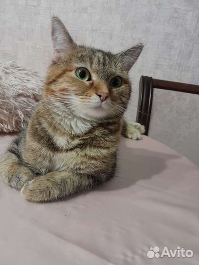 В добрые руки