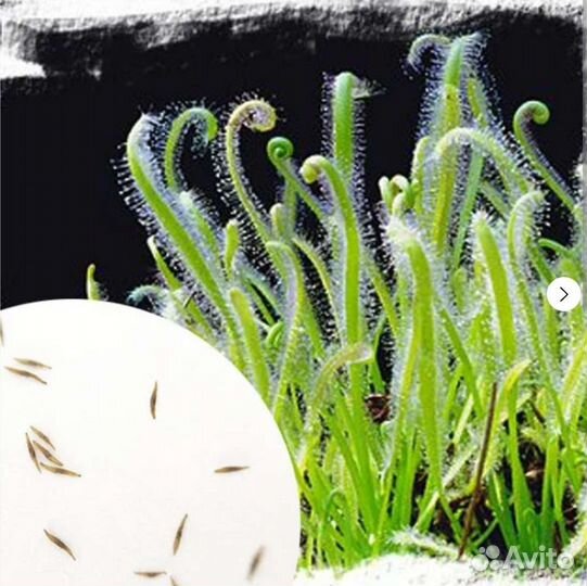 Семена Росянок 15-20 шт, Насекомоядное растение