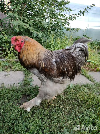 Петух брама