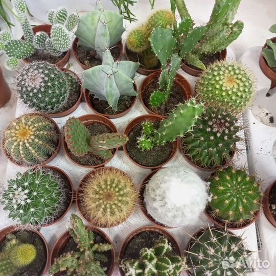 Кактусы и суккуленты