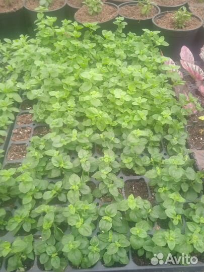 Продажа растений