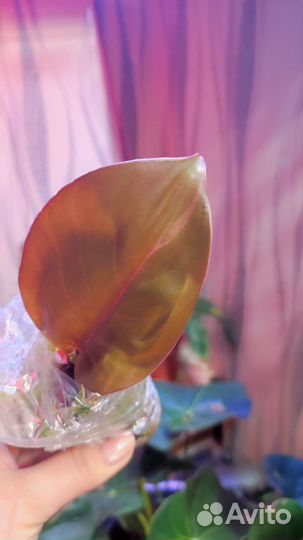 Ред Конго vs розовая принцесса