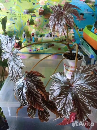 Бегония грифон, бегония дрега