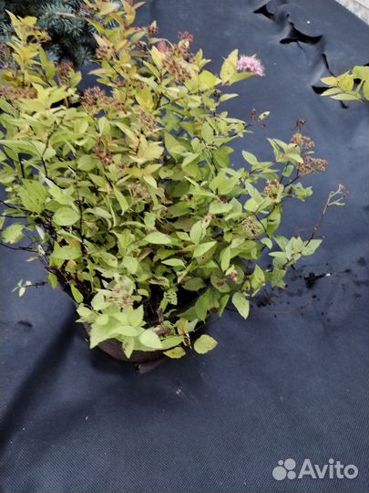 Спирея голден принцесс