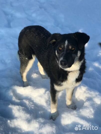 Сникерс ктивный пес в поисках дома