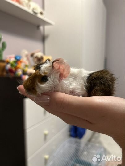 Морская свинка