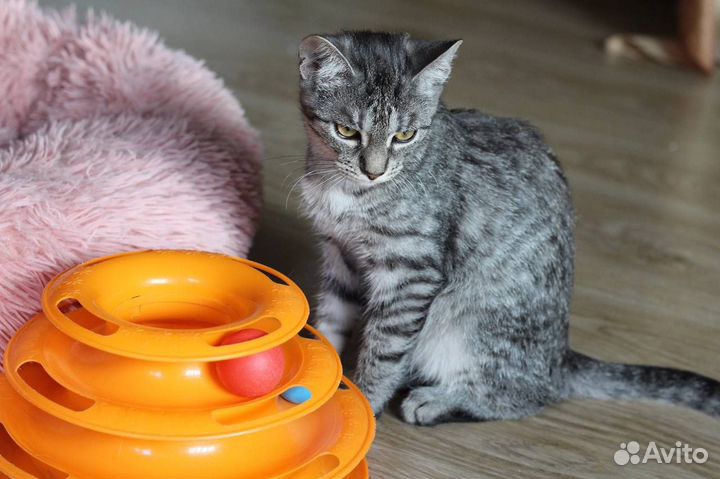 Котенок красивый