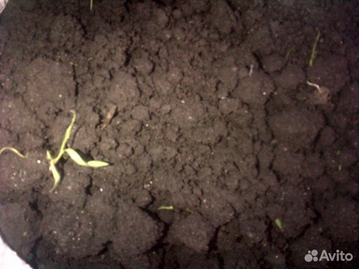 Чернозем - Перегной тамбов плодород.35кг и самосва