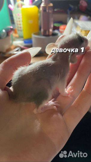 Крысята дамбо рекс