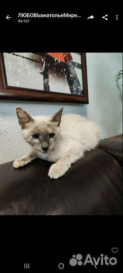 Невская маскарадная