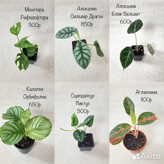 Комнатные растения