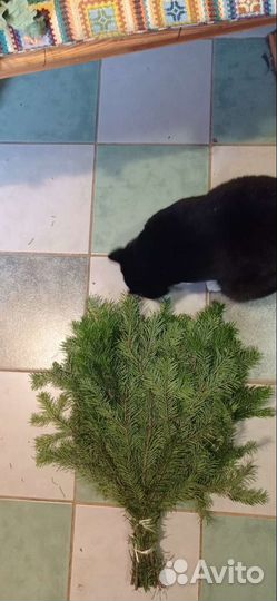 Веники для бани. Дубовые. Березовые. Запарки