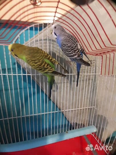 Волнистые попугаи с клеткой