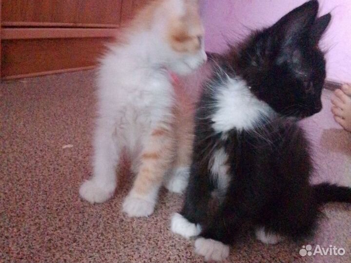 Котята в добрые руки бесплатно