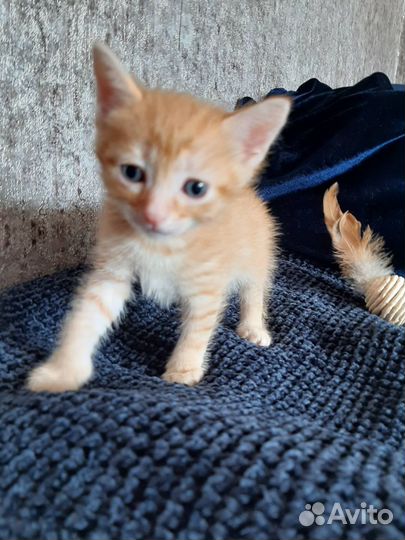 Котята в добрые руки бесплатно