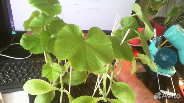 Рассада кабачков Цукеша и томатов Ляна