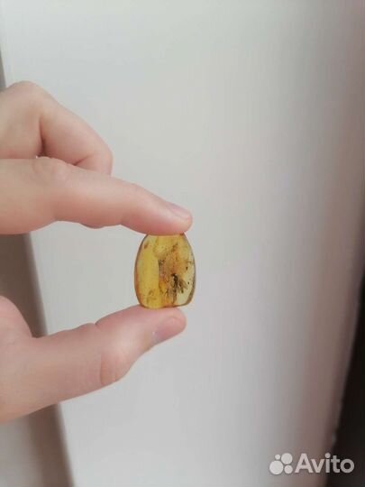 Янтари с инклюзами, с огромной древней мухой