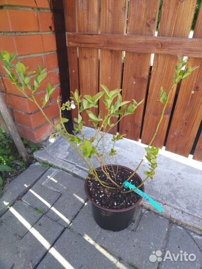 Саженцы голубики 3 летние