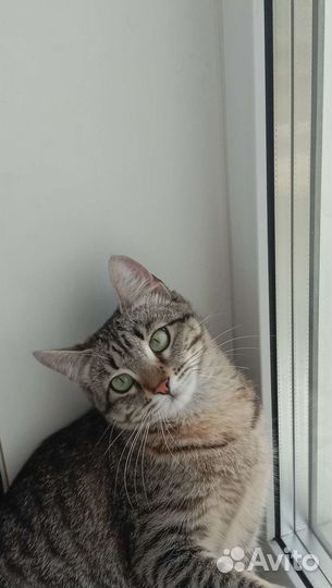 Отдам кошку