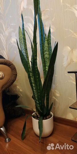 Сансевиерия