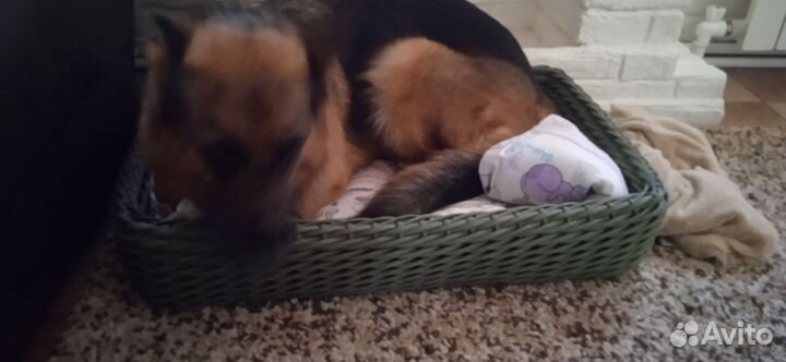 Лежанка для животных