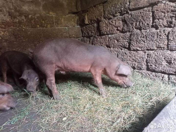 Хрячки на племя