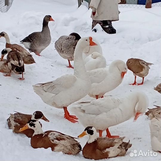 Яйцо индейки, гусиное, цесарок
