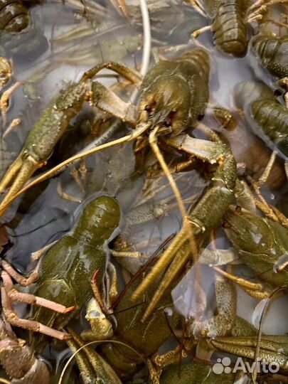 Раки живые, дикие