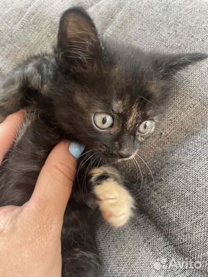 Котятки