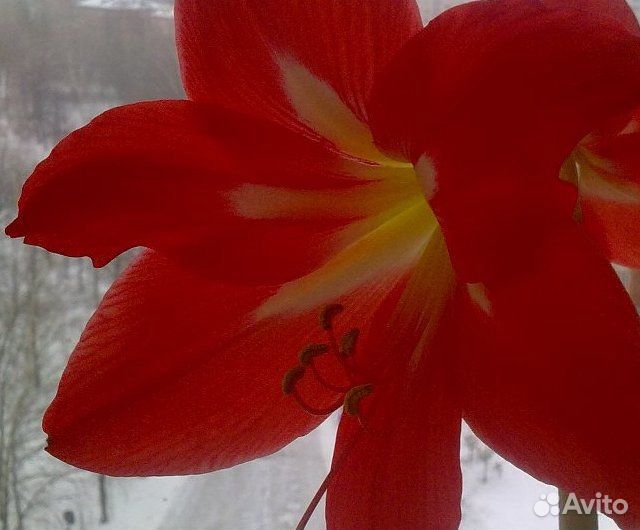 Гиппеаструм