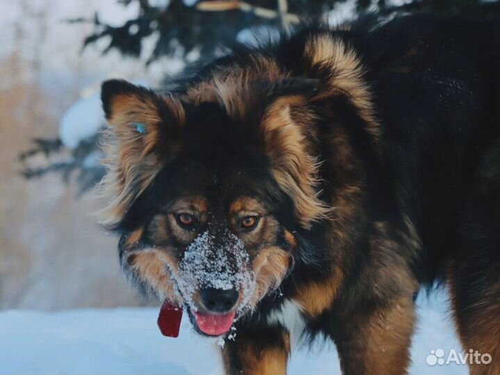 Собака ищет дом
