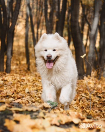Самоедская собака. Самоед. Вязка