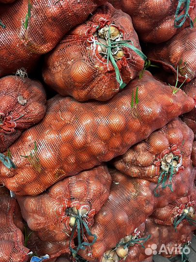 Лук репчатый