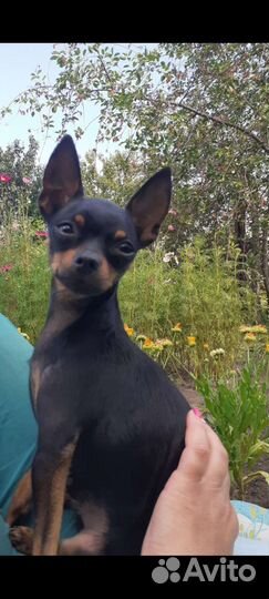 Мини той-терьер вязка