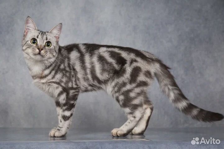 Кошечка в добрые руки