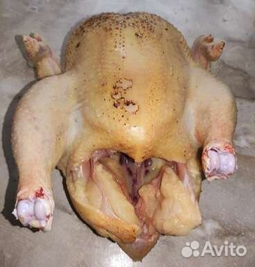 Домашние куры бройлеры