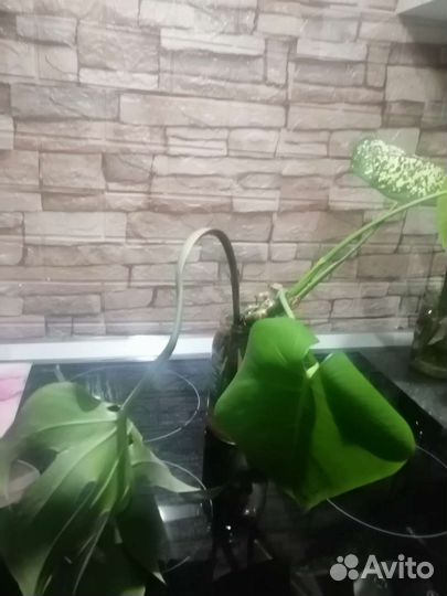 Монстера, дифинбахия