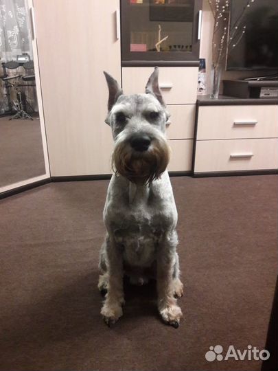 Груминг. Тримминг.Роллинг. Стрижка собак