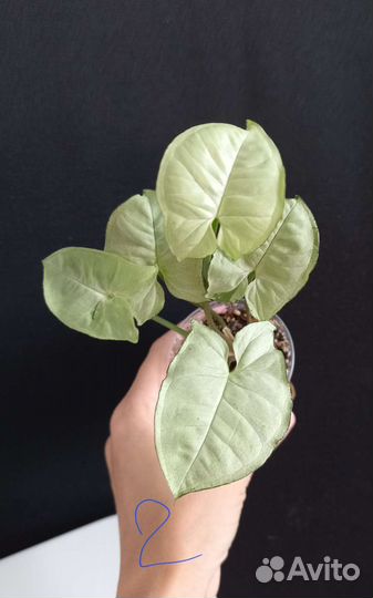 Сингониум сильвер перл (Silver Pearl)