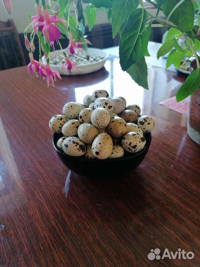Яйца перепелиные домашние