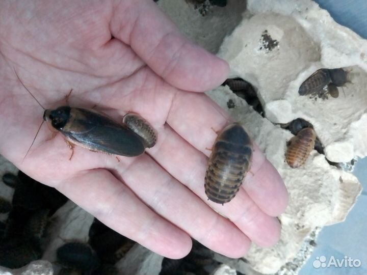 Аргентинские тараканы (Blaptikca dubia)