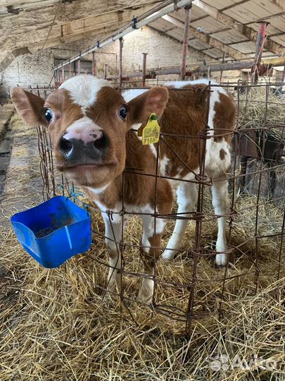 Телята бычки и телочки